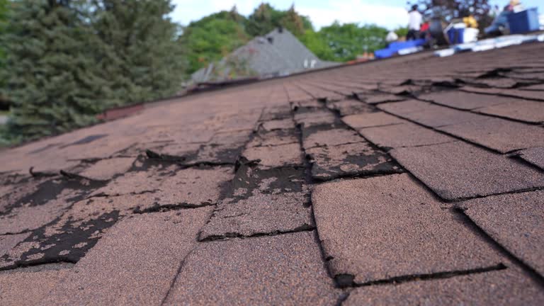 Best Roof Moss and Algae Removal  in Kensington, NY